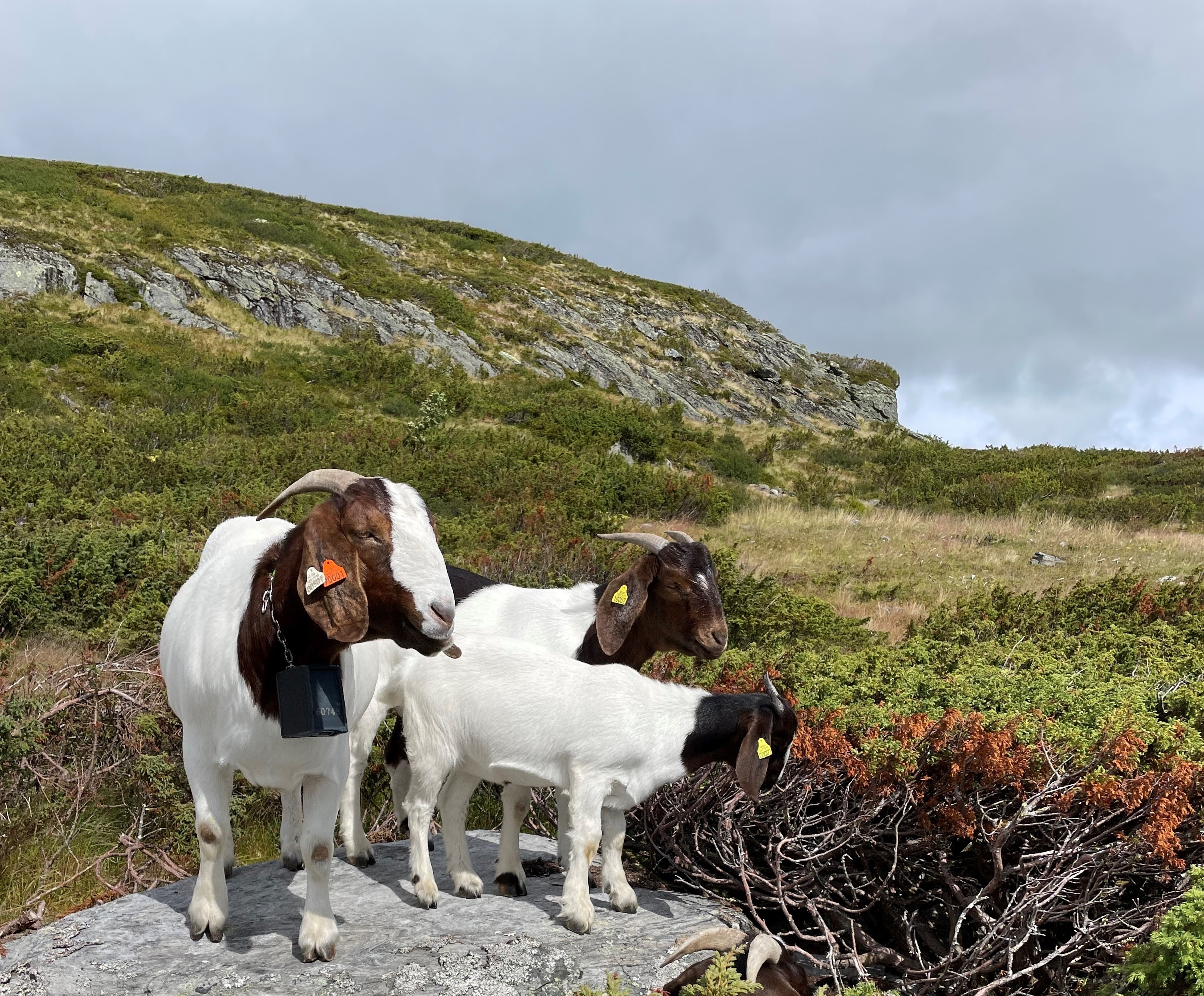 Brune og hvite geiter av rasen boergeit. Beite i fjell. Grå og mosete stein.