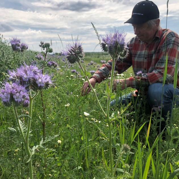 Rakkestad bonden Jørn I. Mustorp har sådd 5000 meter med blomster langs kantene på kornåkrene for å bidra til å ta vare på humler, bier og andre pollinerende insekter