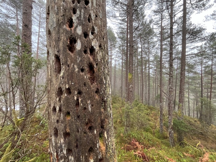 ei trestamme som har masse hull i seg og med eit skogslandskap i bakgrunnen