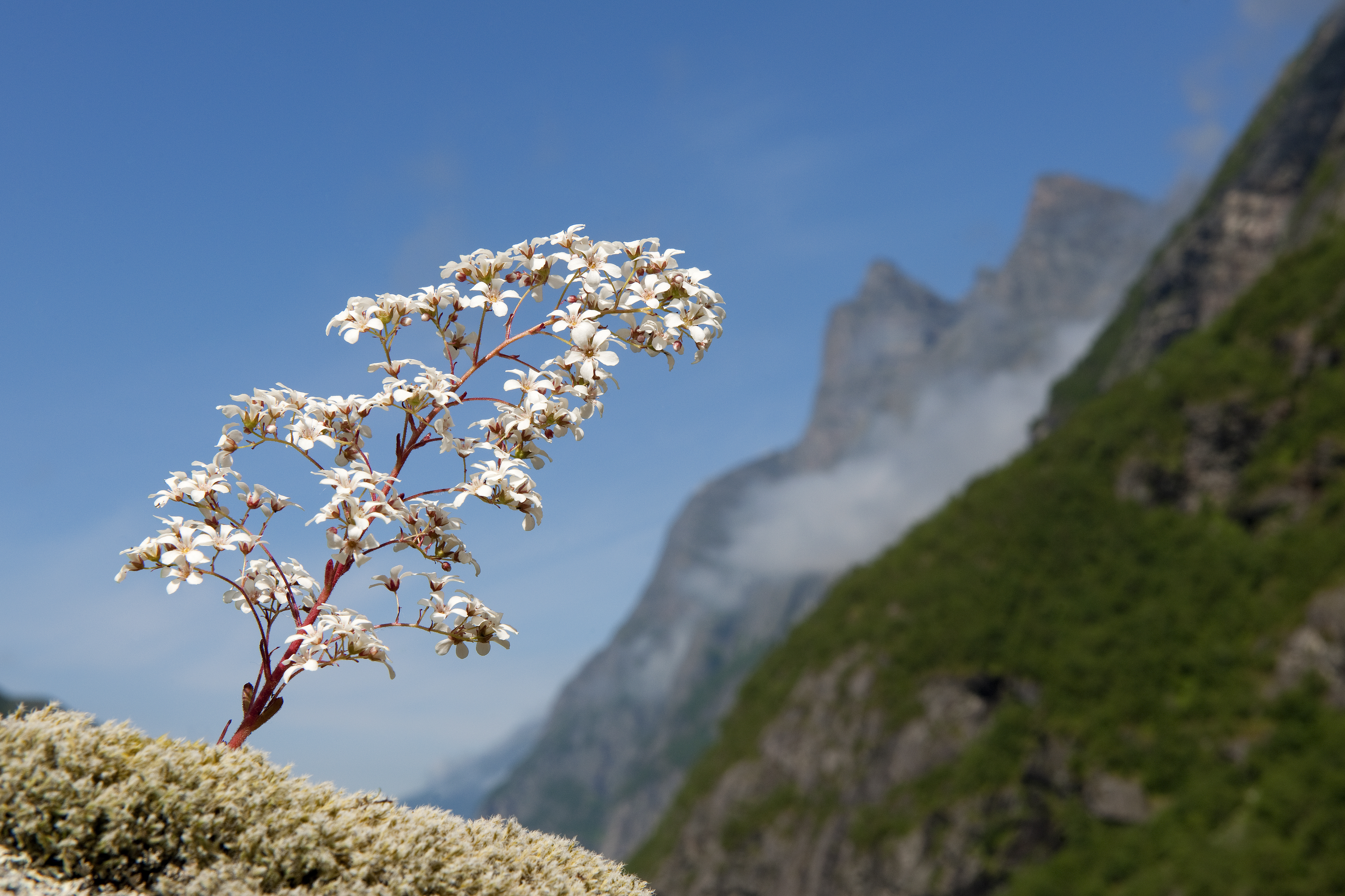 Fotografi av Bergfrua - fylkesblomen i Møre og Romsdal
