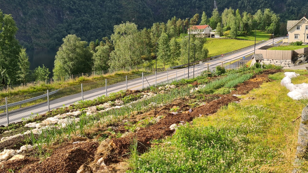 Grønnsaksbed i lengdestriper, kvit insektsduk, kløvereng, steingard.