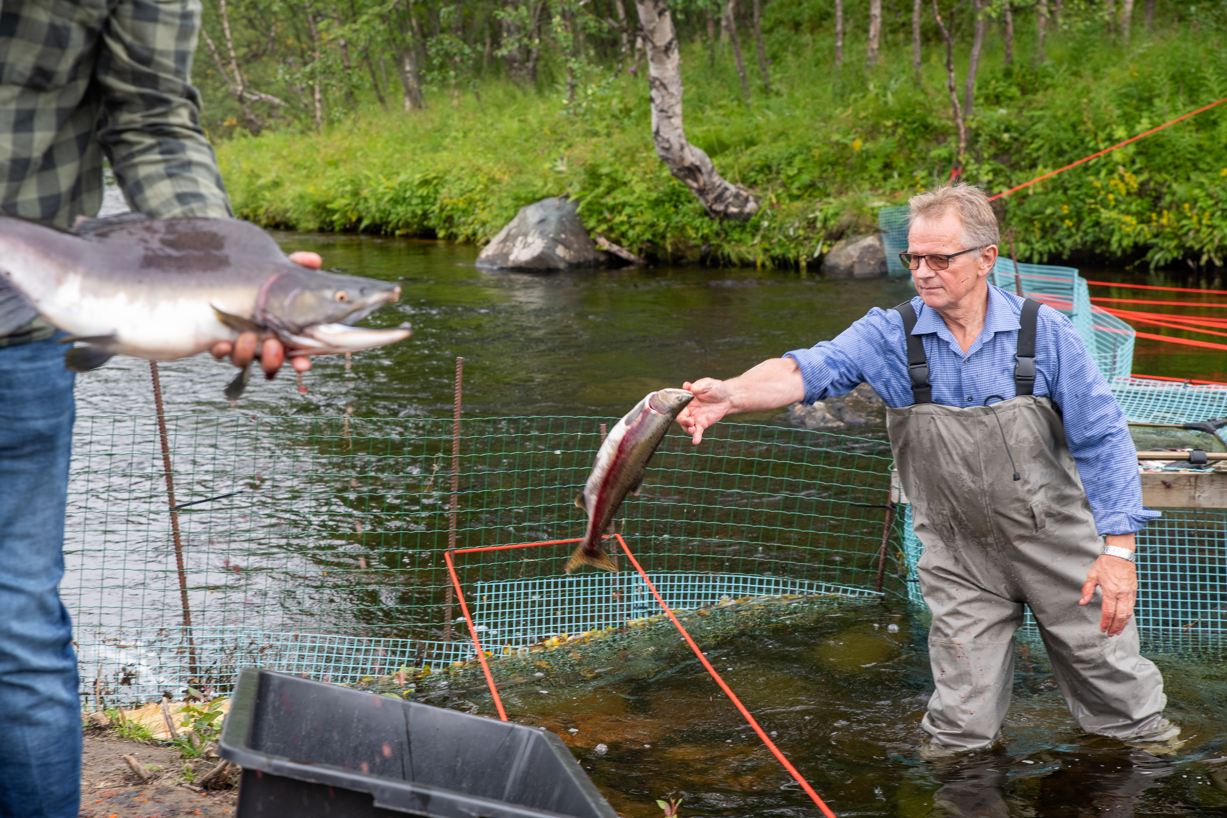 Øistein Hansen hos Sør-Varanger jeger- og fiskerforening er en av mange som har gjort en innsats mot pukkellaksen i år.