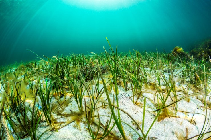 ein sjøbotn med gras som veks opp og blått lys mot overflata