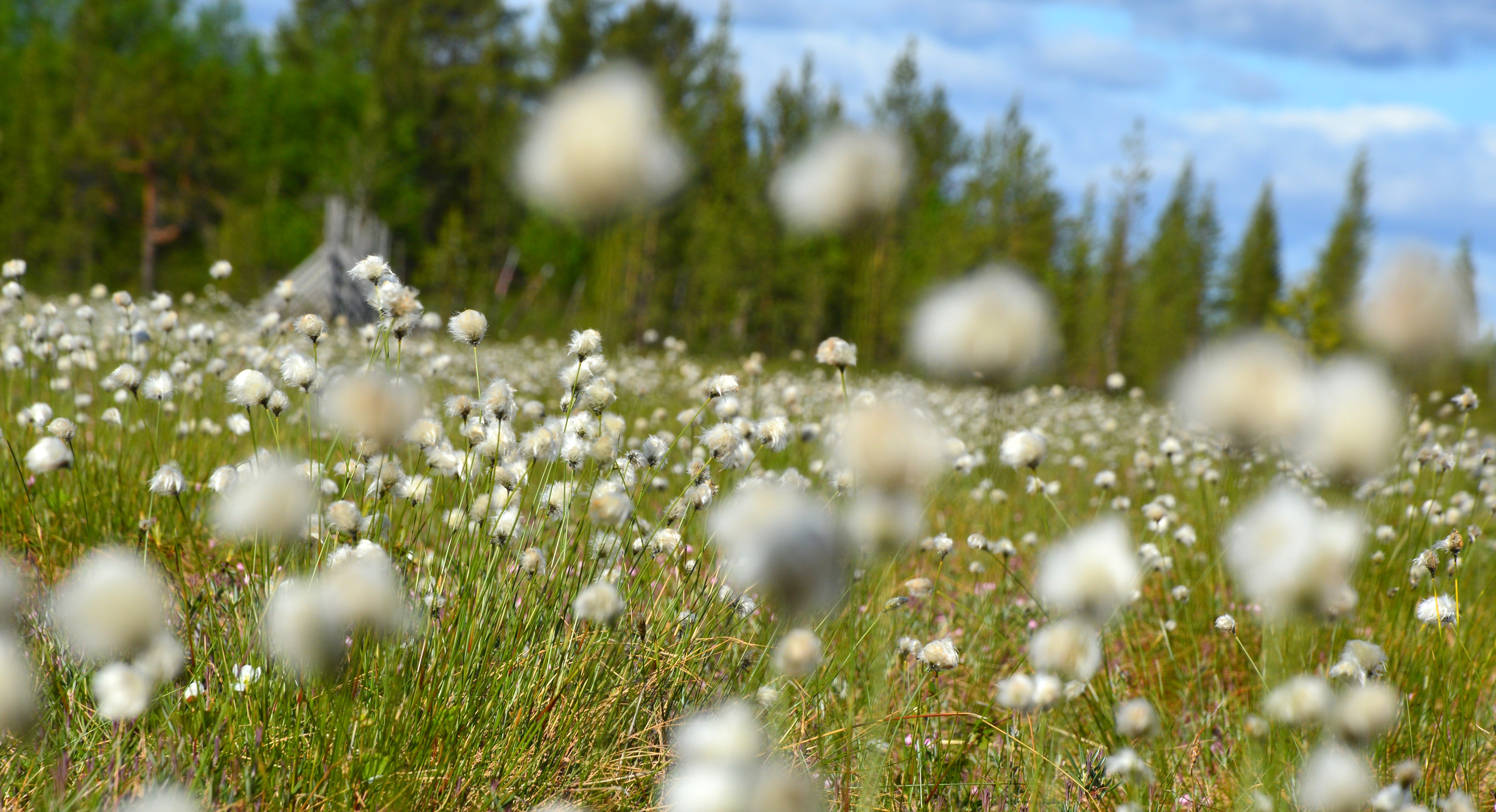 Et bilde som viser en myr dekket av myrull. I bakgrunnen ses barskog. 