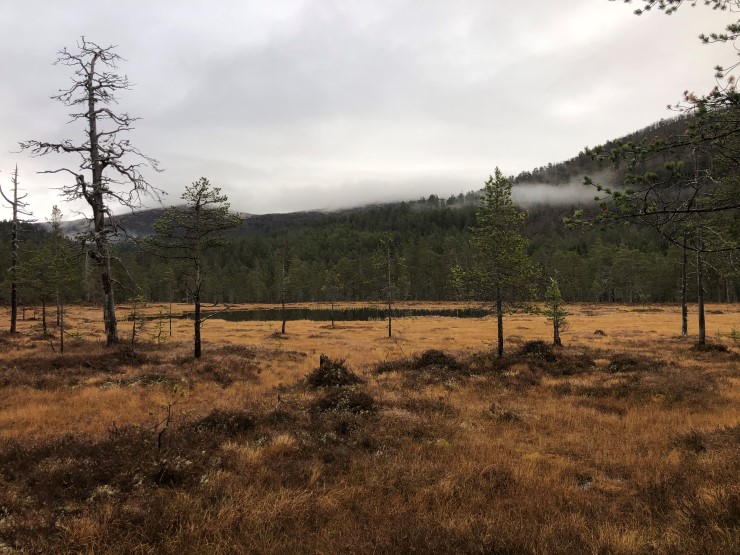 Myr med nokre furutre ståande foran eit tjern. Skogkledt fjellside i bakgrunn med lågt skydekke. 
