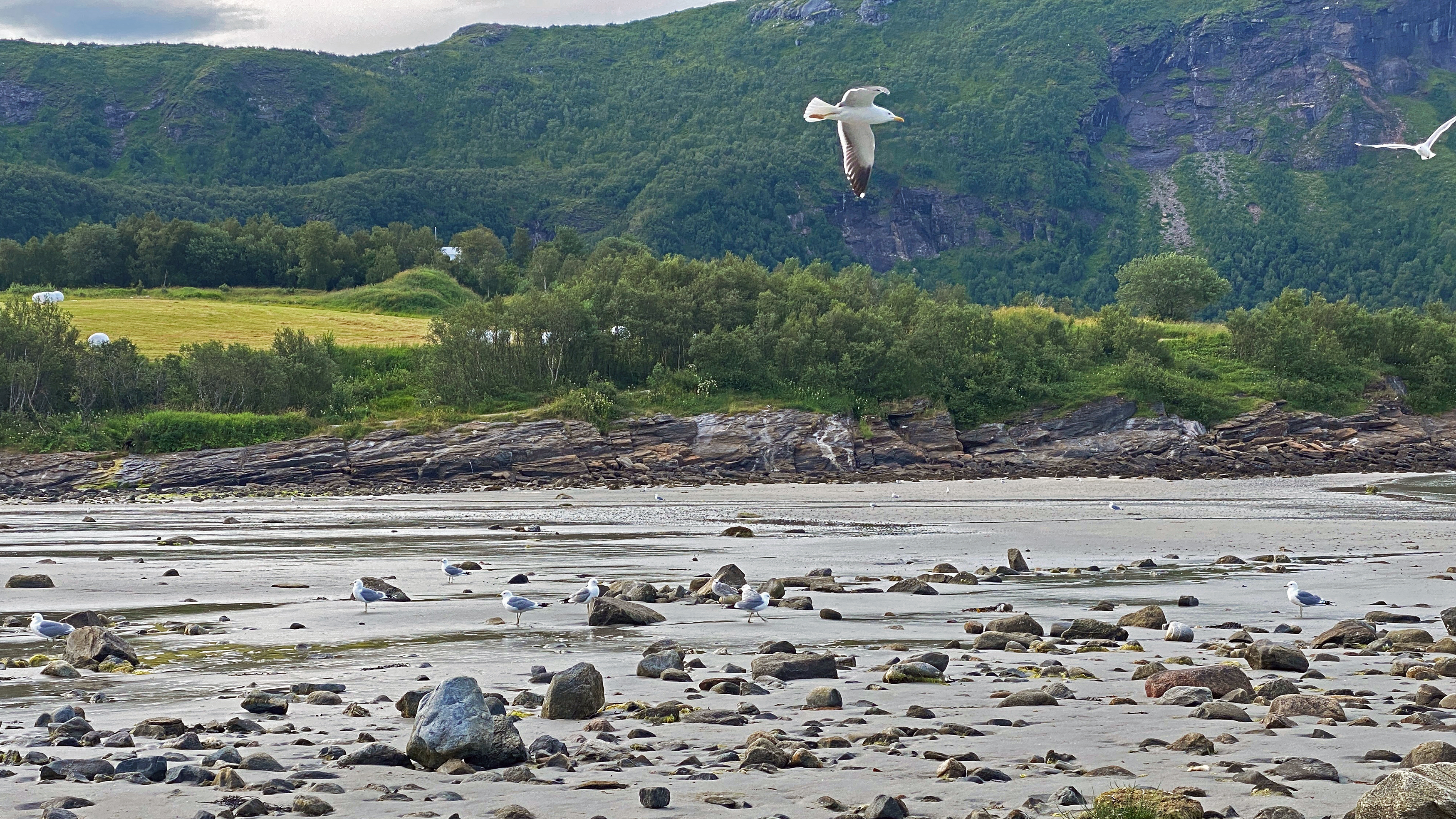 Måser på strand med fjell i bakgrunnen.