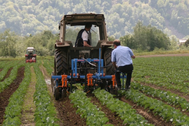 Bilde som viser traktor som fjernar ugras i rader med plantar.