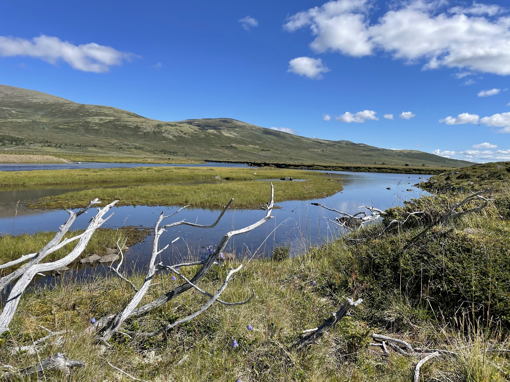 Våtmark med Knutshø landskapsvernområde i bakgrunnen.