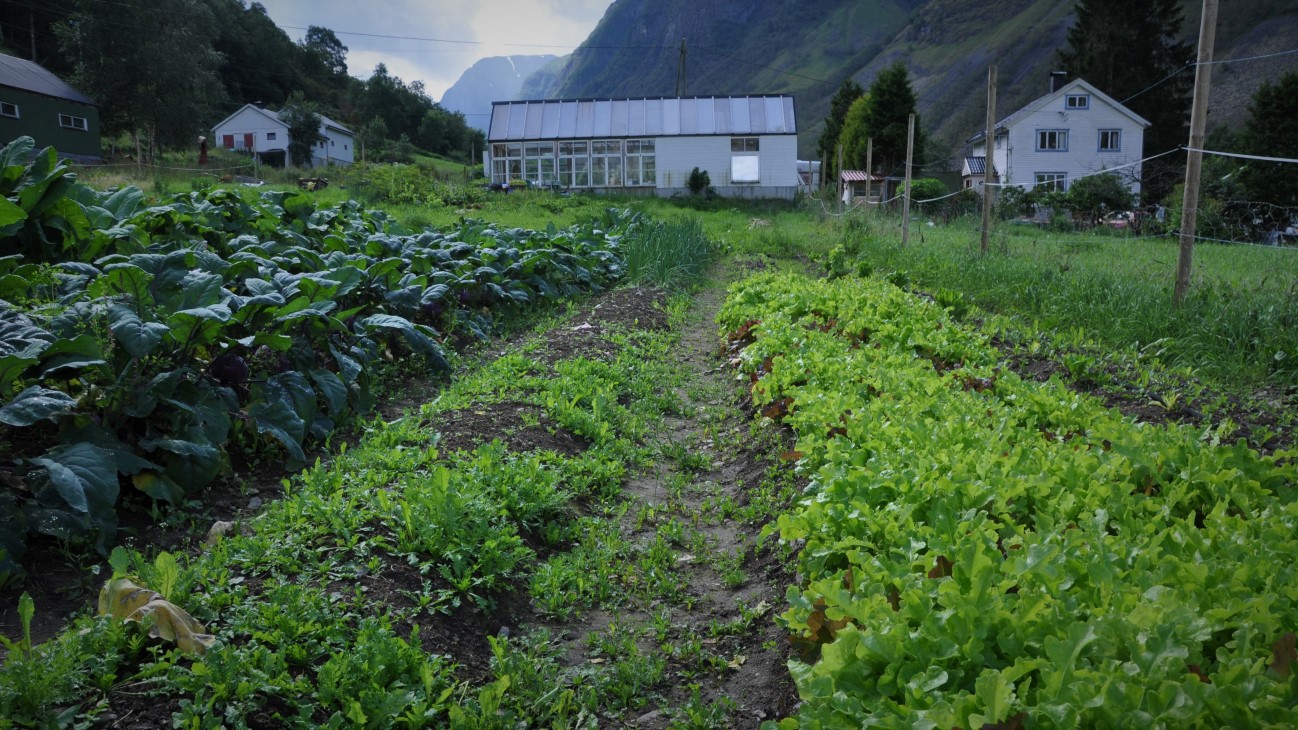 Rekker med grønnsaker  med hus i bakgrunnen
