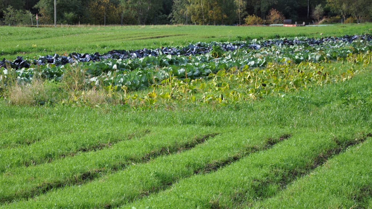 Grønnsaker i felt bak rekker med rug (grasstadiet) i forkant