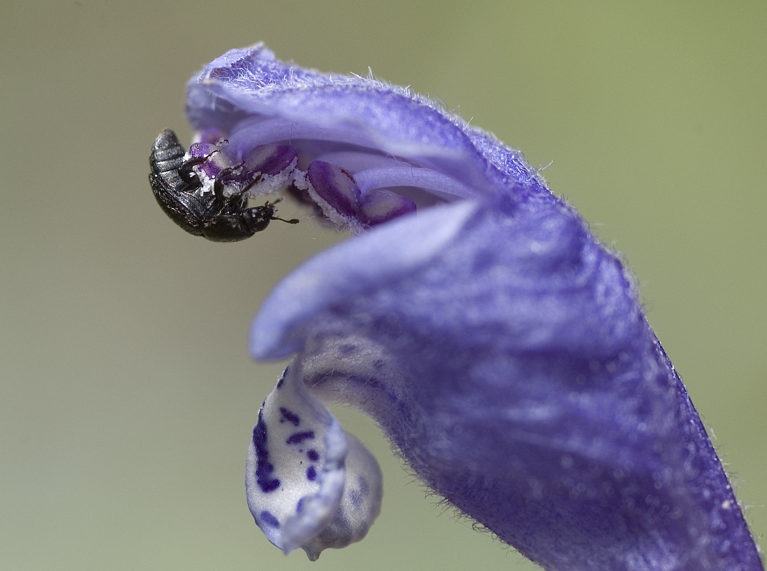Dragehodeglansbille på blomst av dragehode. 
