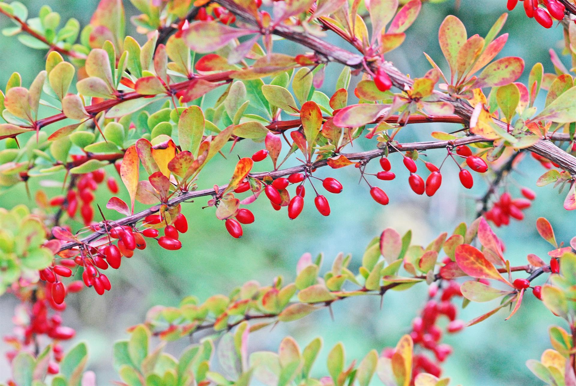 Høstberberis er ein vanleg hageplante som no er forbode å innføre, setje ut og omsetje.