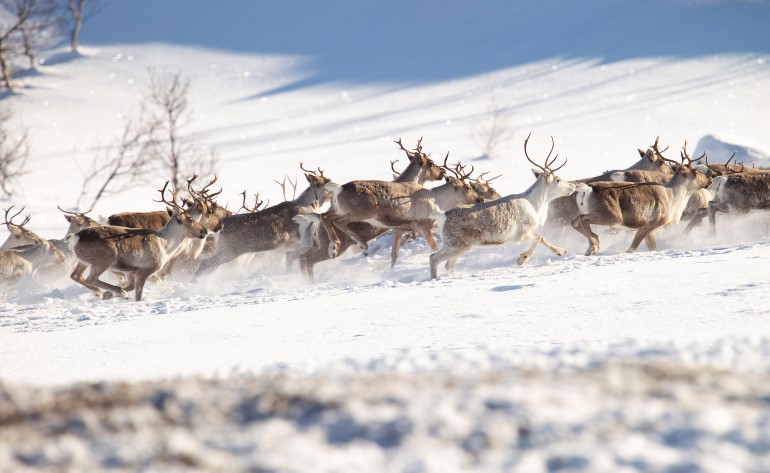 villrein og kvit snø