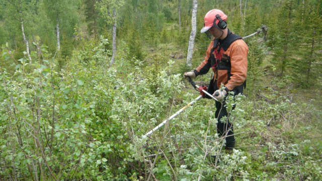 Ungskogpleie i Målselv