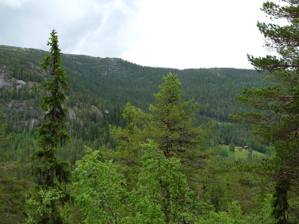 Grønn barskog og liene opp mot Fjellsetra fra Vassfarsplassen.