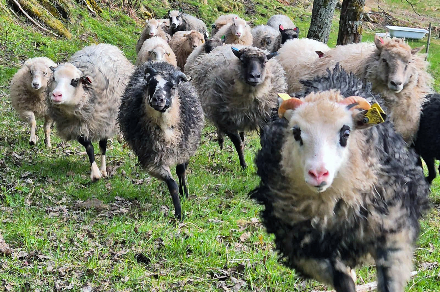 Nærbilde av en liten flokk sauer som løper på gress.