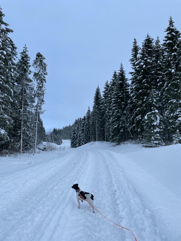 Hund i band