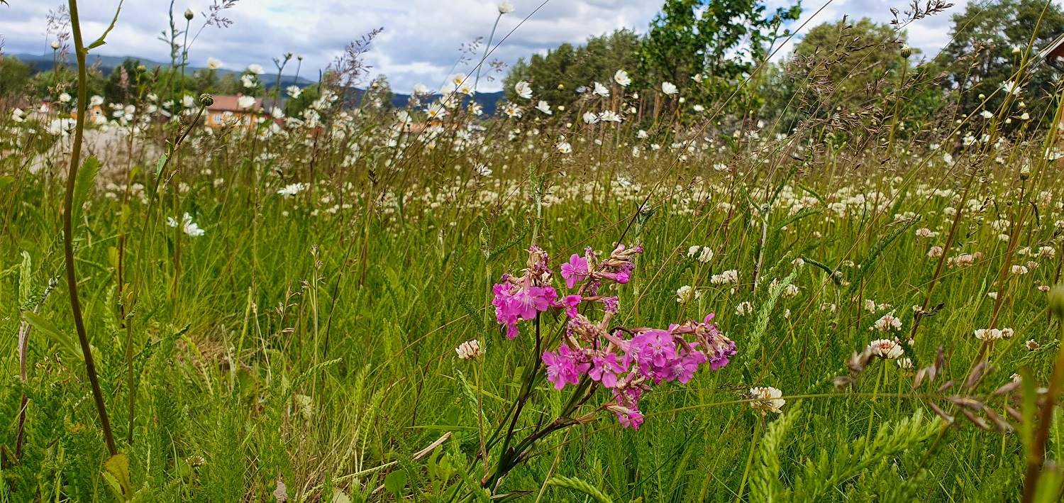 Eksisterende blomstereng supplert med rød jonsokblom fra Reiersøl.