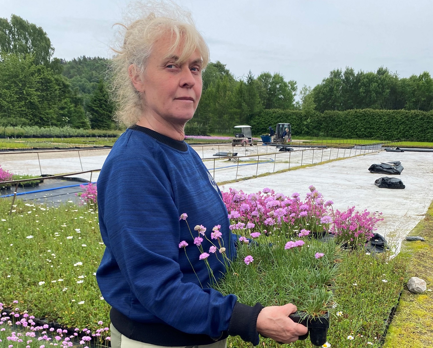 May Heggestad, daglig leder ved Reiersøl planteskole, viser fram pluggplanter av strandnellik. 