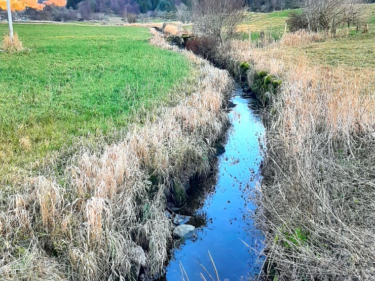 Bekk, grønt gras, kantvegetasjon