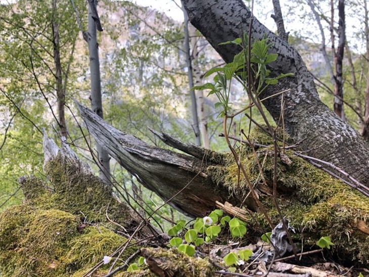Dødsårsaken til at eit tre dør kan avgjere kva slags artar som buset seg der. Sjeldne, truga og sårbare artar treng ulike treslag, tre med ulik dødsårsak, liggjande eller ståande tre eller eit utval av kor mykje sol og skugge det er på plassen. I Lykkja er det døde tre i alle nedbrytingsfasar, noko som gjev godt grunnlag for liv for insekt, mose, lav og virveldyr. 