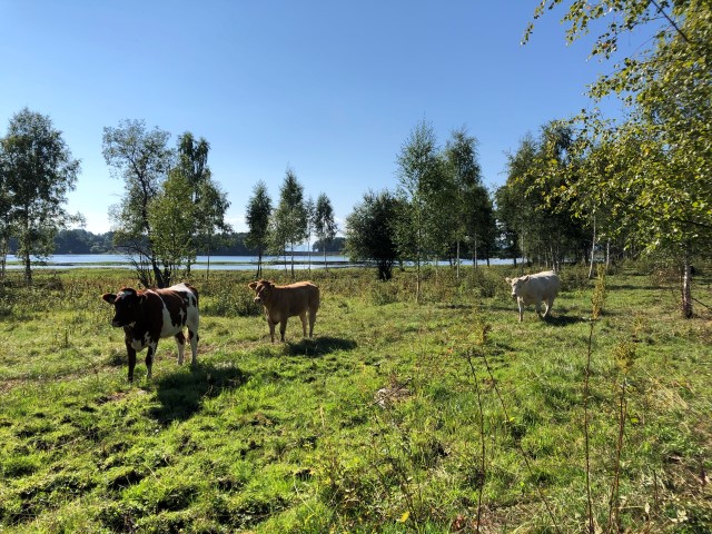 Kyr på beite i Åkersvika naturreservat.