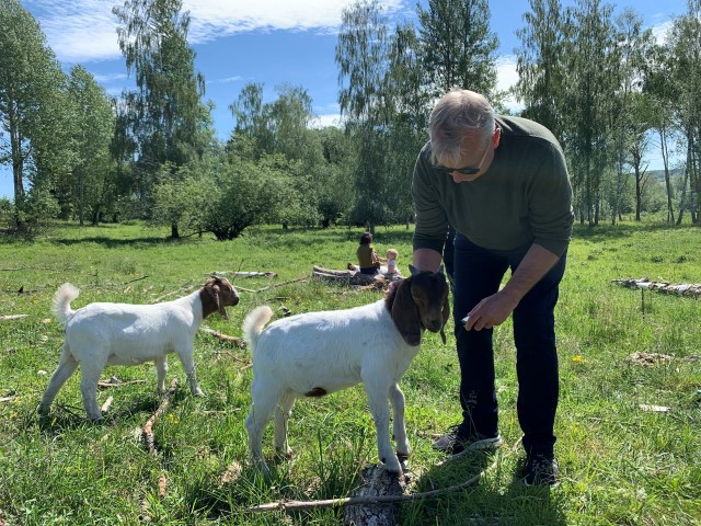Statsforvalter Knut Storberget med en av geitene som nå beiter i Åkersvika naturreservat.