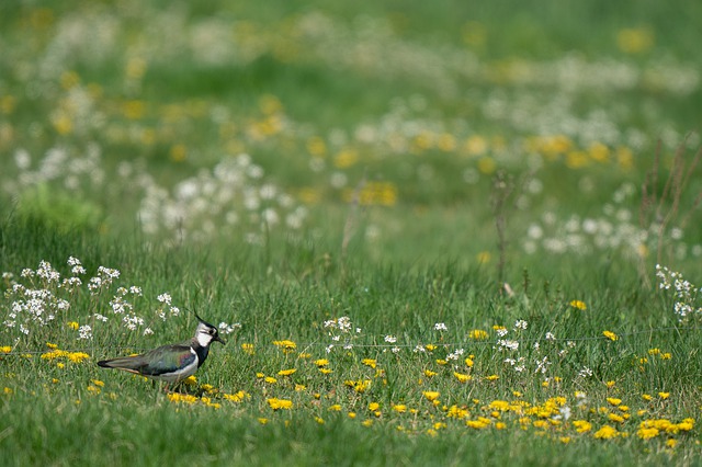 Den truede arten vipe er en av artene som trives på beitede strandenger.