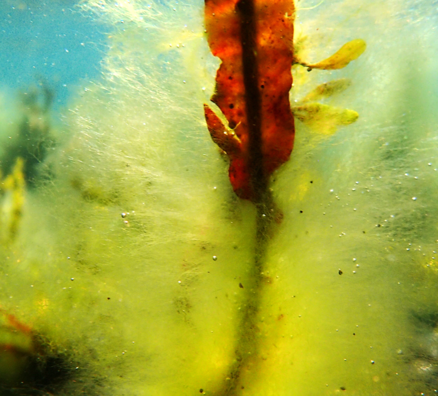 Bilde av brun alge i sjøen som det veks noko grønt på 