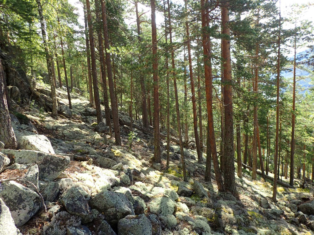 Tørr sandfuruskog i Midtstrondbekken naturreservat