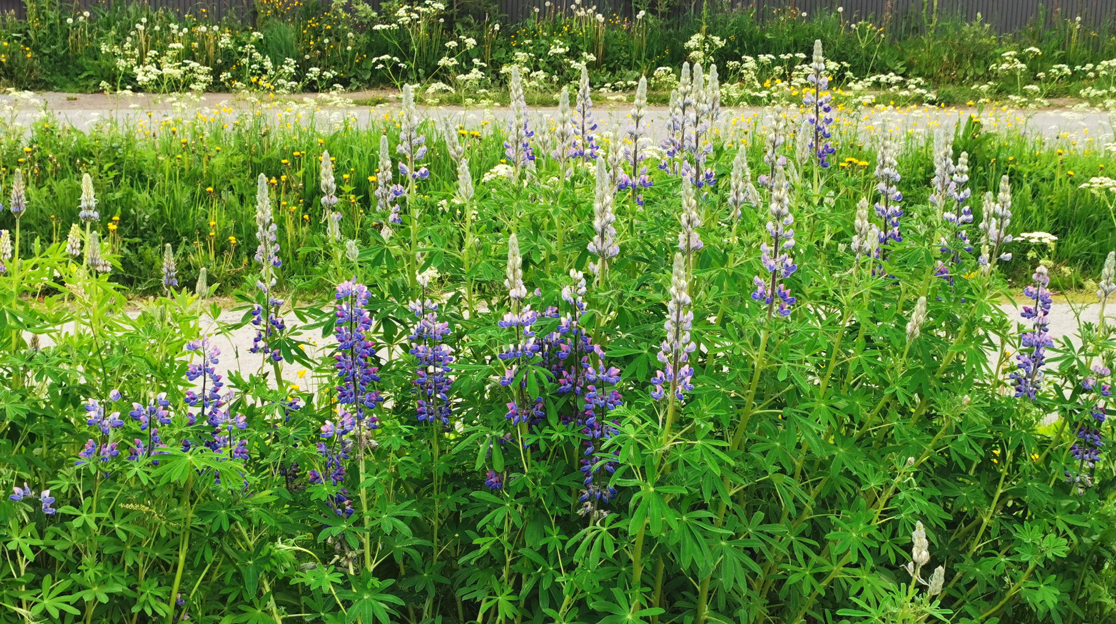 Blomster i veikanten