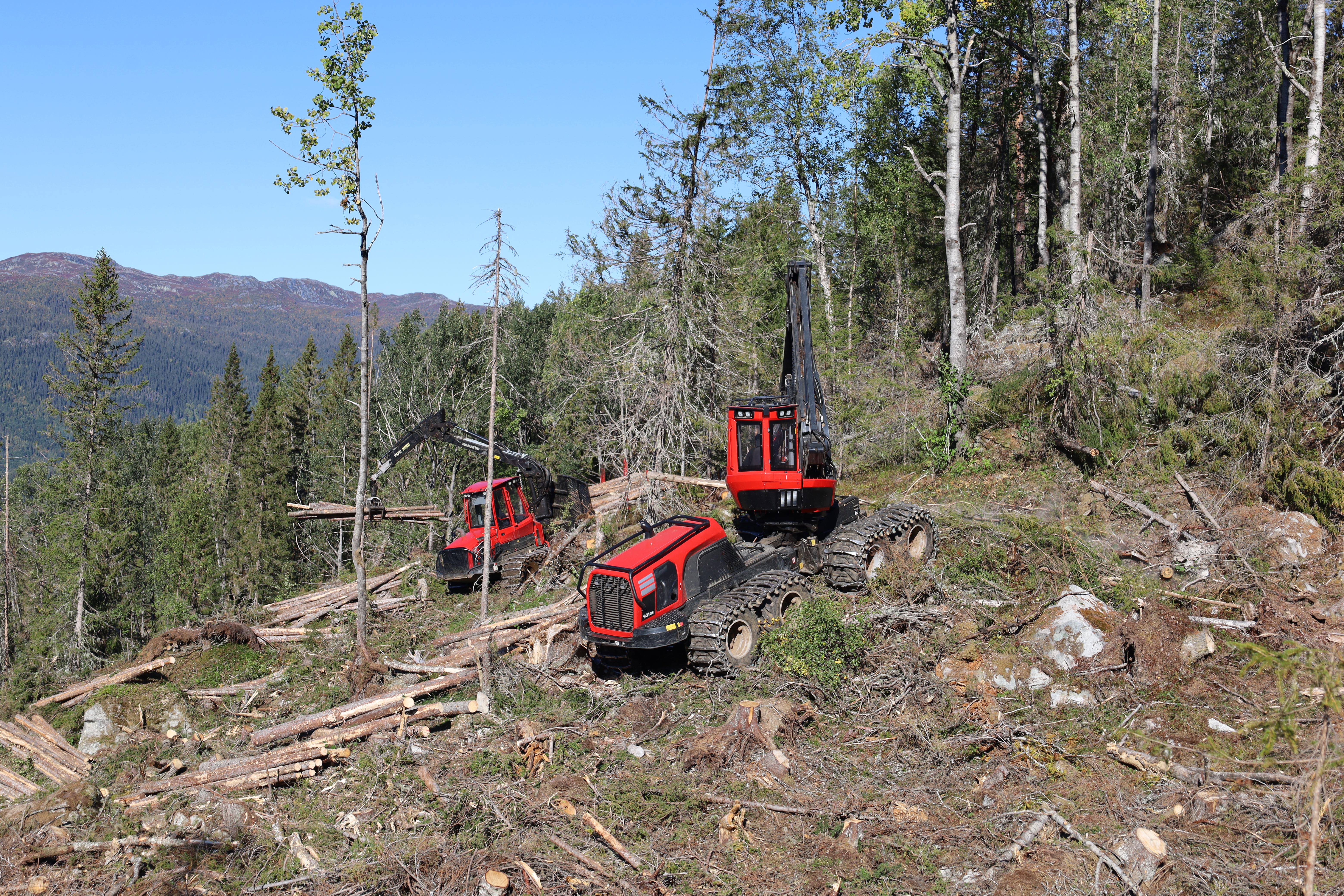 Opprydding av vindfall i Nore og Uvdal. Mye av skogen som er blåst ned stod i bratt og krevende terreng, og tar tid å rydde opp.
