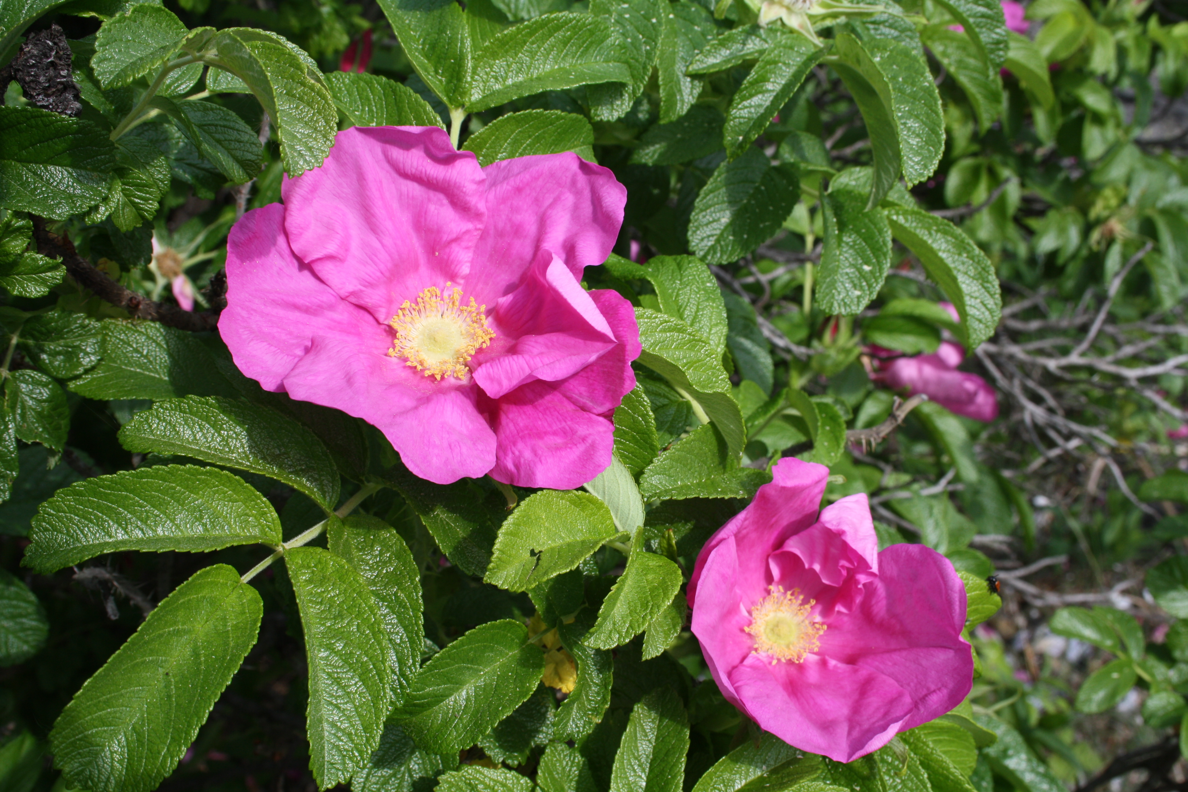 Rynkerose i blomst. 