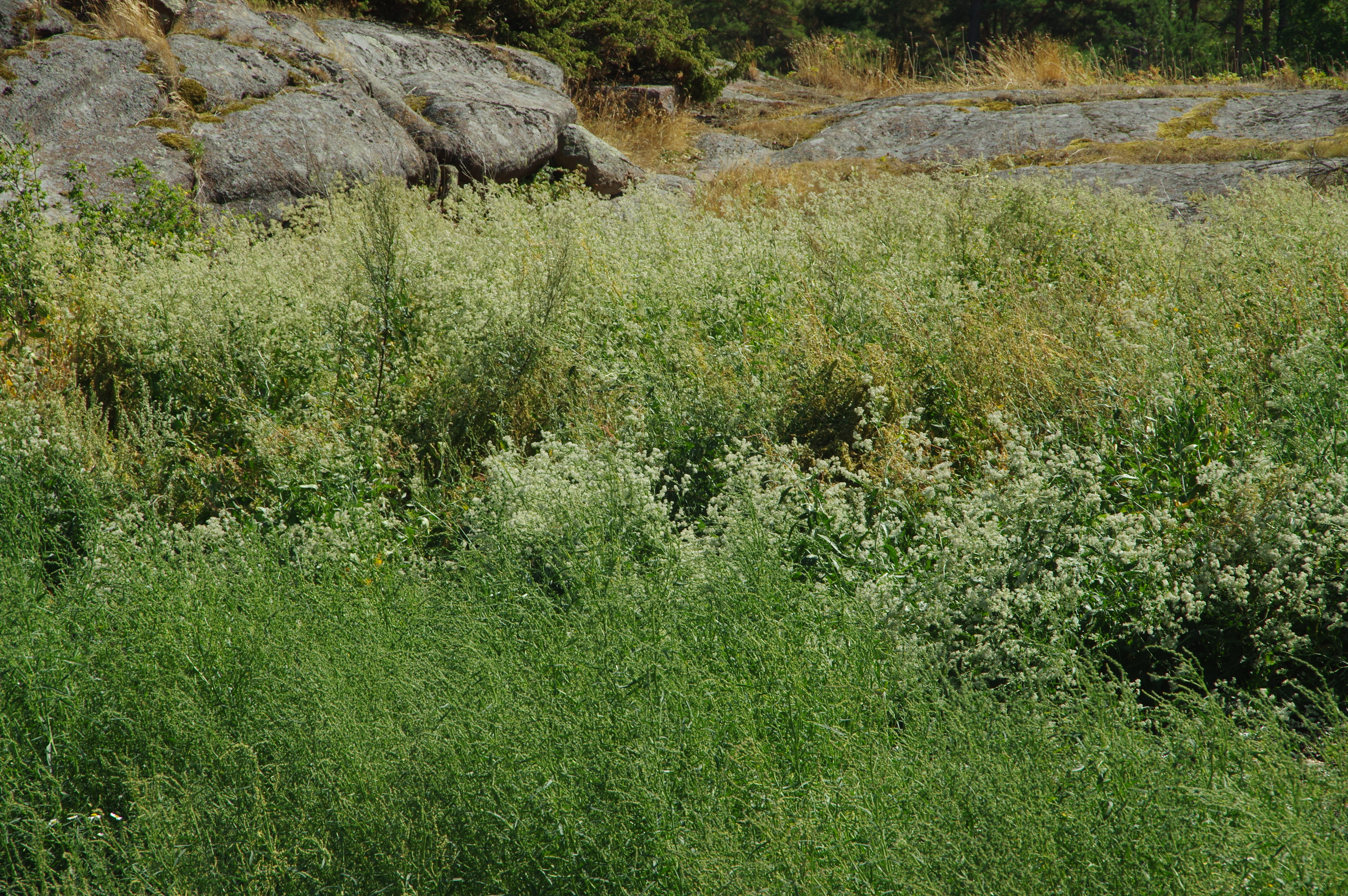 Strandkarse i blomst