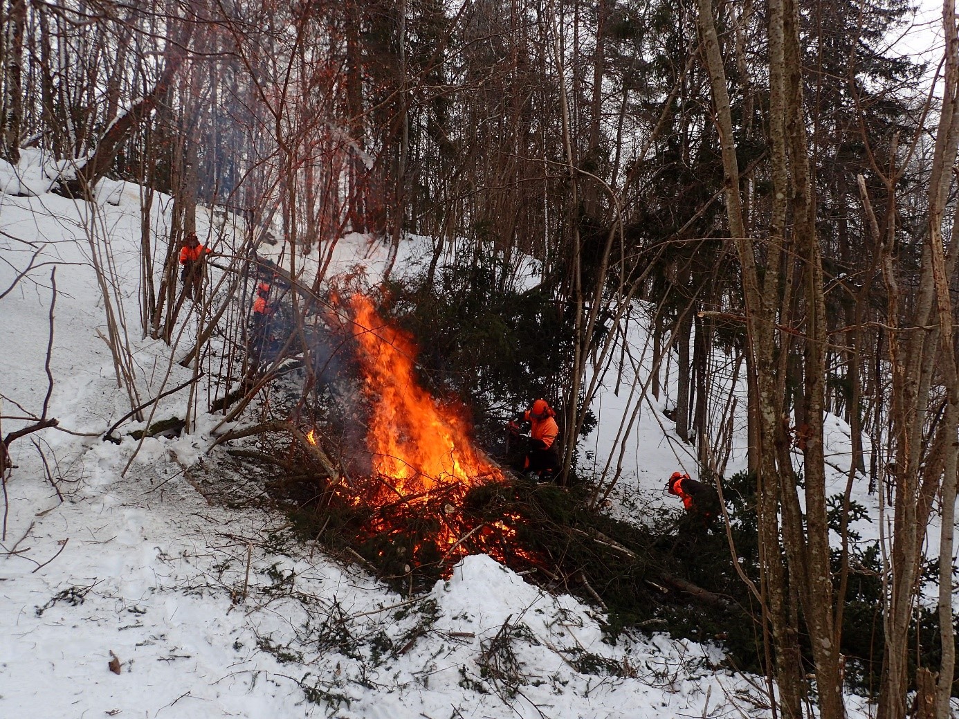Hogst og brenning av gran i Løkenesskogen naturreservat