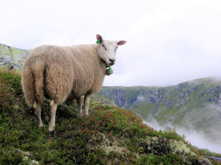 Sau på fjellbeite, lyng, fjell, skodde, overskya