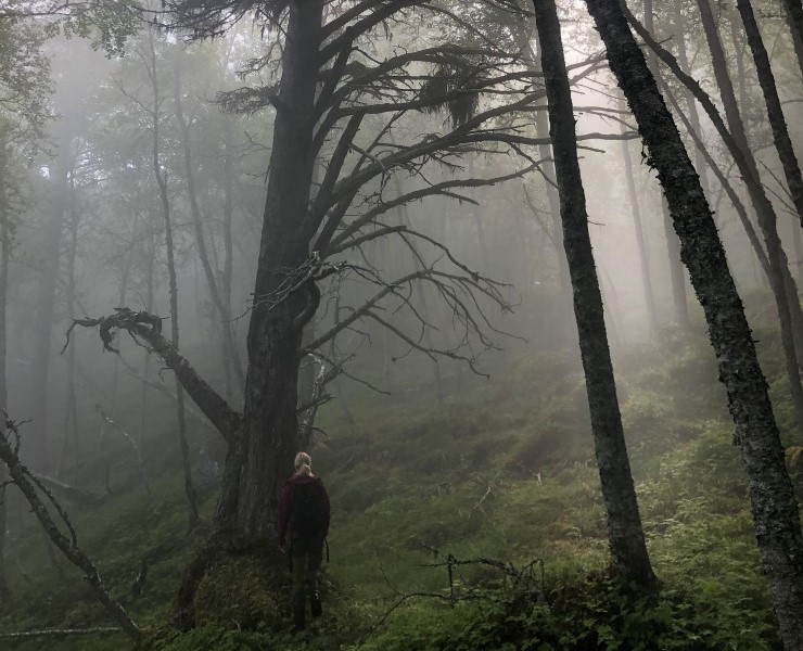 Biologisk kartlegging i skog er viktig i ein verneprosess dersom grunneigar tilbyr skogen sin til vern. Statsforvaltaren prioriterer arbeidet med skogvern for å klare å nå målet om 10 % vern av skog i Vestland. Vi manglar framleis mykje skogvern før målet er nådd. 