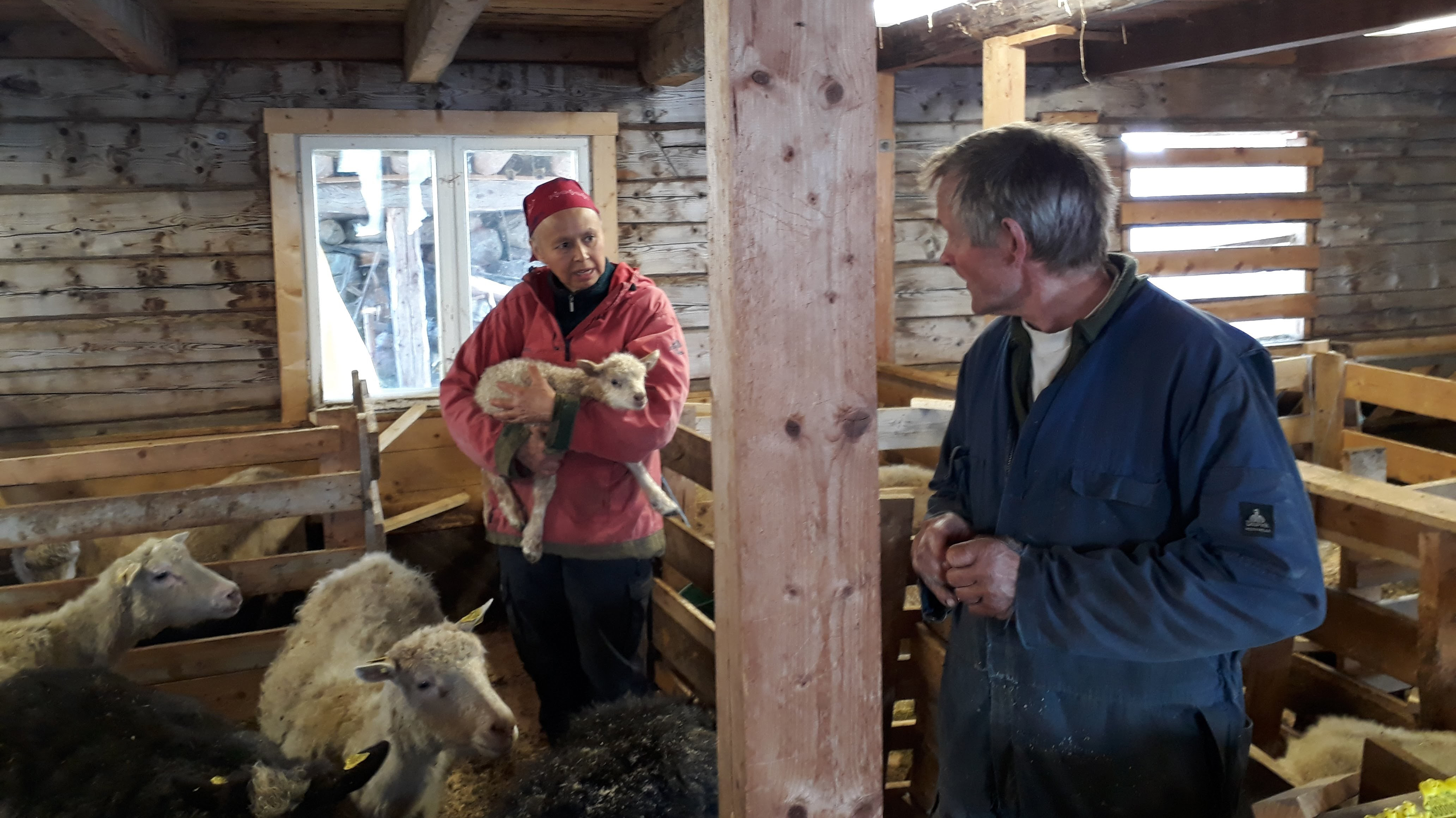 Louise Fontain og Torbjørn Prytz har om lag 80 vinterfora sauer på Nybrot.