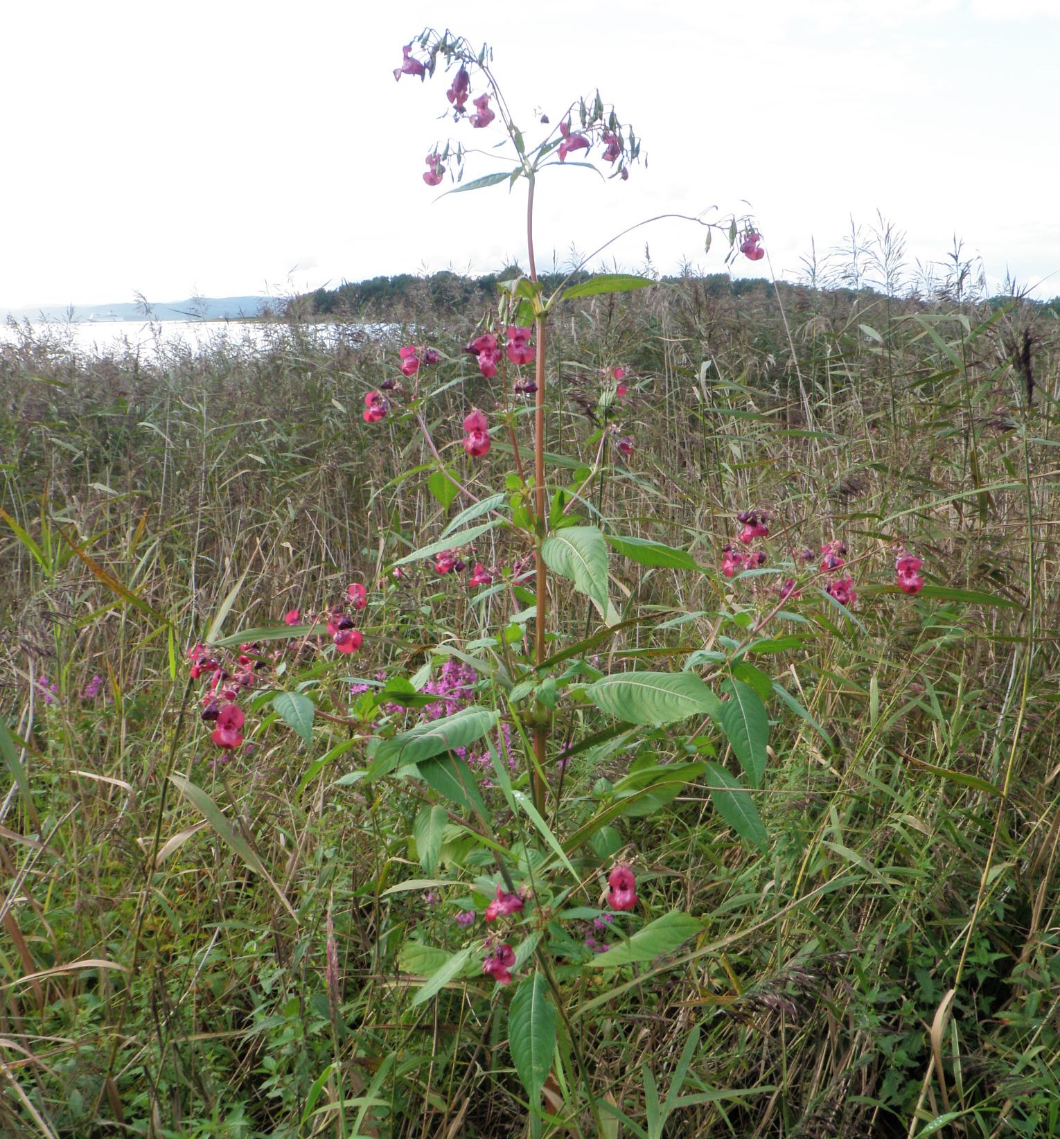 Kjempespringfrø i blomst 