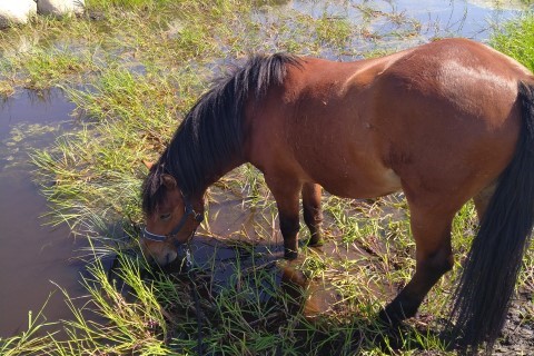 Hest på beite.