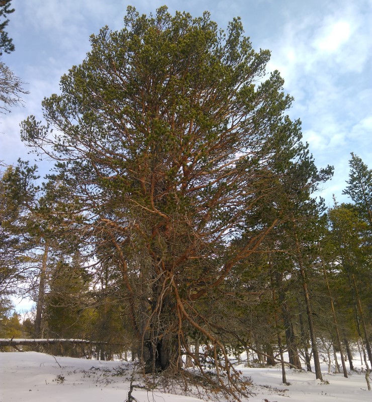 Berdalen naturreservat har trua, sjeldan og sårbar natur i eit lite påverka skogsområde i Lærdal. Her er storvaksen og urskogprega boreal barskog utan spor etter menneskelege inngrep. Området har mykje død ved og spor av sot etter brann i tidlegare tider på gamle furugaddar.
