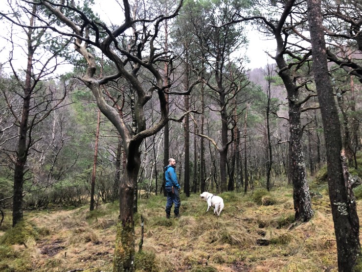 Vestnorsk regnskog er ein naturtype som vi har eit særleg ansvar for å ta vare på. Her trivst artar i det milde og våte vêret som ikkje kan overleve på tørrare stader. Grunneigar Knut Håvard Brosvik ønskjer å verne skogen for ettertida. 