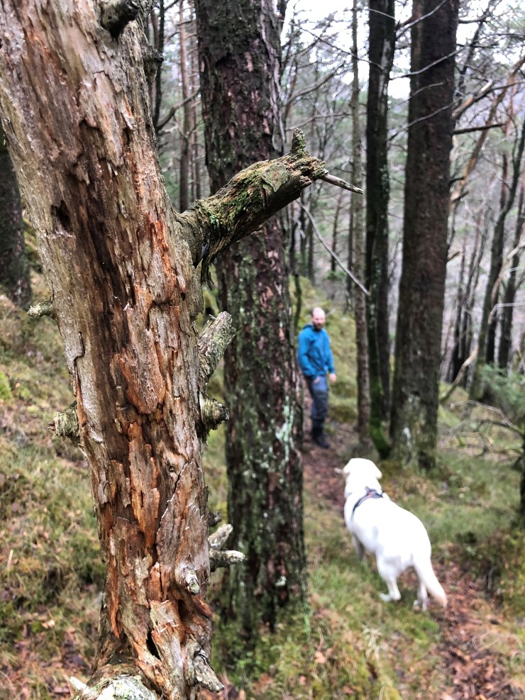 I beitesesongen går det storfe og beiter i delar av tilbodsområdet ved Brosvikvatnet. Dei vil kunne fortsette med det om området får status som naturreservat, slik det òg vil være mogleg å gå på tur, plukke bær og matsopp og gå på jakt.  