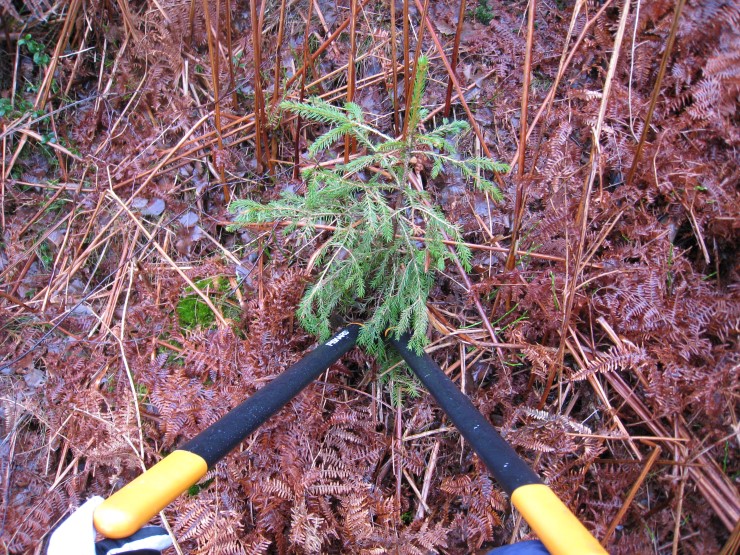 Smågranar veks opp her og der i naturreservatet. Dei kan fortrenge stadeigne artar og uroe den naturlege utviklinga i området. Difor har Statens naturoppsyn som oppdrag å fjerne gran i Hopsfjellet. 