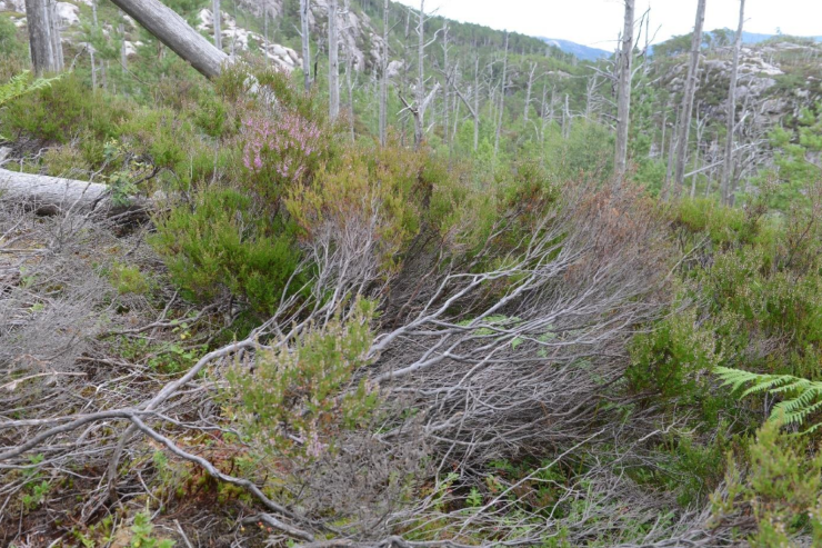 Røsslyngen er på god vekst tilbake i dei brente områda i Hopsfjellet. Nokre stader er røsslyngen like høgt som eit menneske! Mange pollinerande insekt samlar nektar frå røsslyng. 