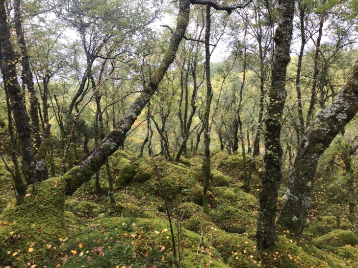 Boreonemoral regnskog 