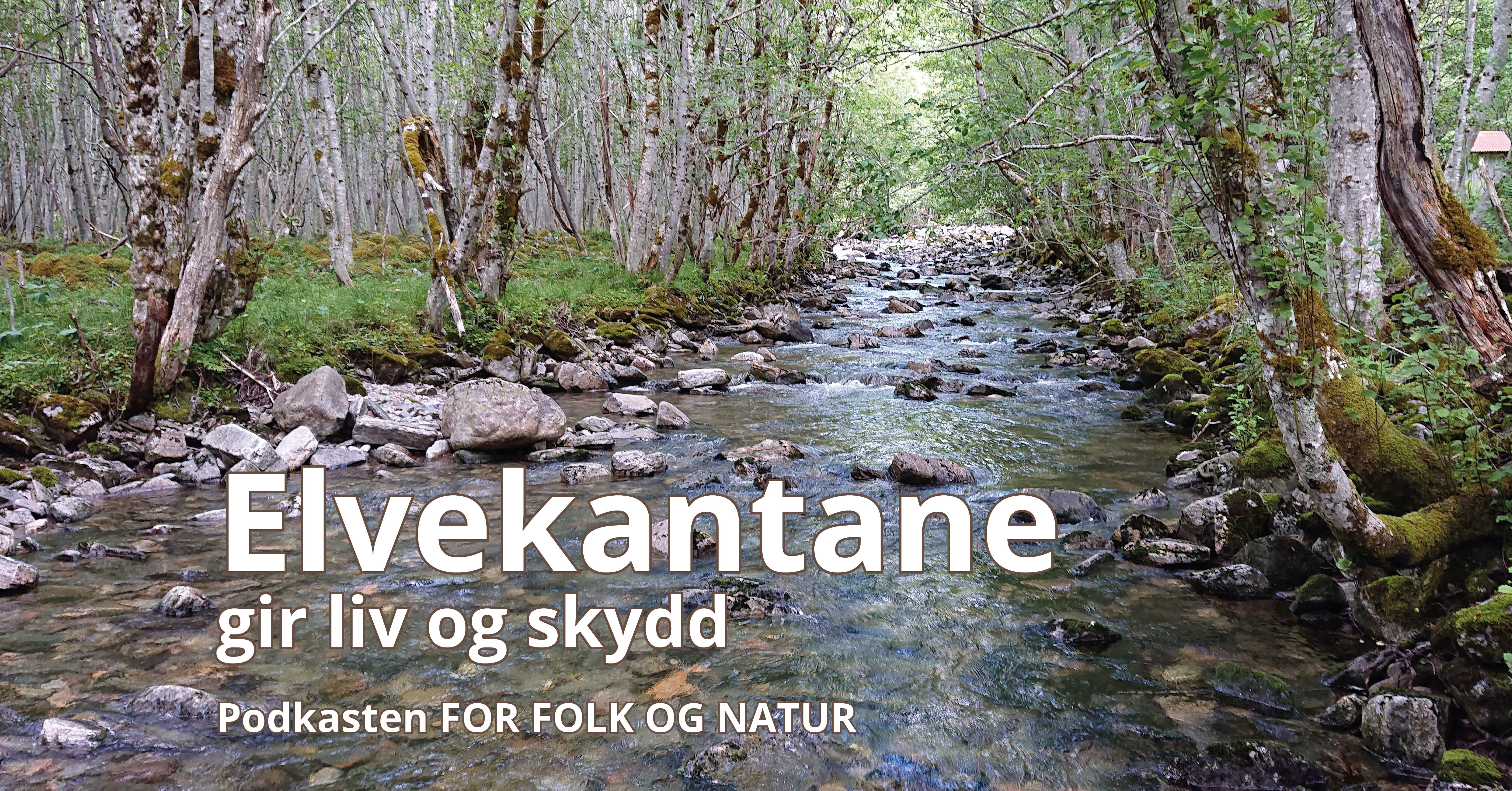 Vi ser en elvekantsone og et elveleie med mye stein i bunnen. Flotte grønne farger på kantvegetasjonen, trær og busker. 