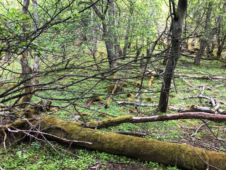 I nedre delar av tilbodsområdet Lykkja er det gråor-heggeskog. I denne naturtypen er det eit rikt fugleliv, og det er registrert like mange fugl i gråor-heggeskog som du finn i tropisk regnskog! Luftfuktigheten er gjerne høg i slik skog, og skogbotnen er ofte frodig. Gråor slepp grøne blad om hausten, noko som bidreg til meir nitrogen i skogbotnen. 