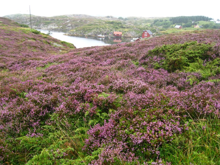 Bilde viser lyng i blomst