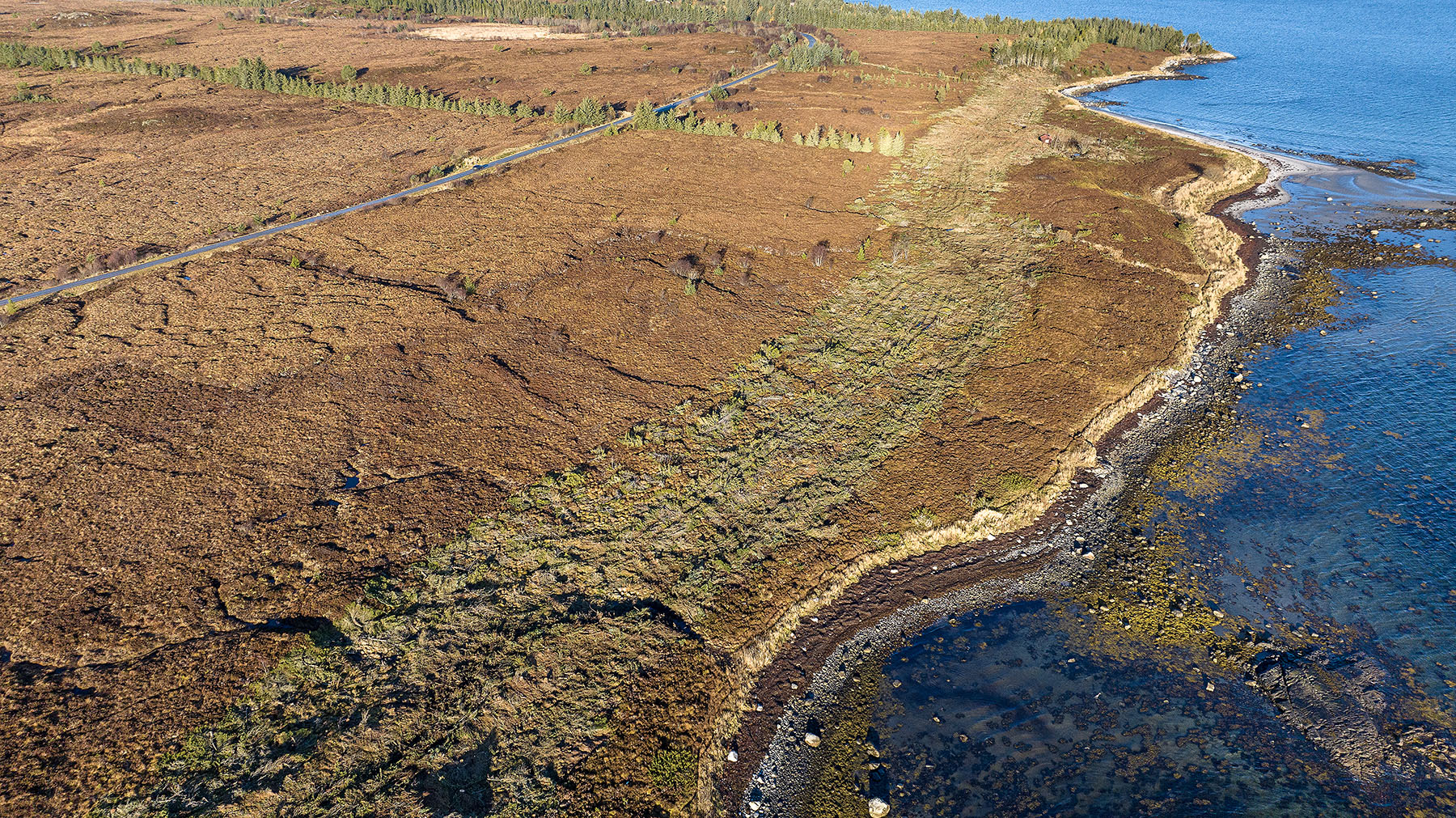 Malesanden etter hogst. LavopplMalesanden, Harøya 0651.jpg